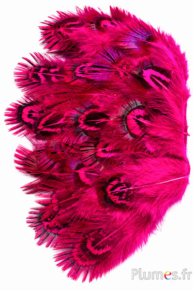 Goudfazant - 5-8 cm - munt-fuchsia